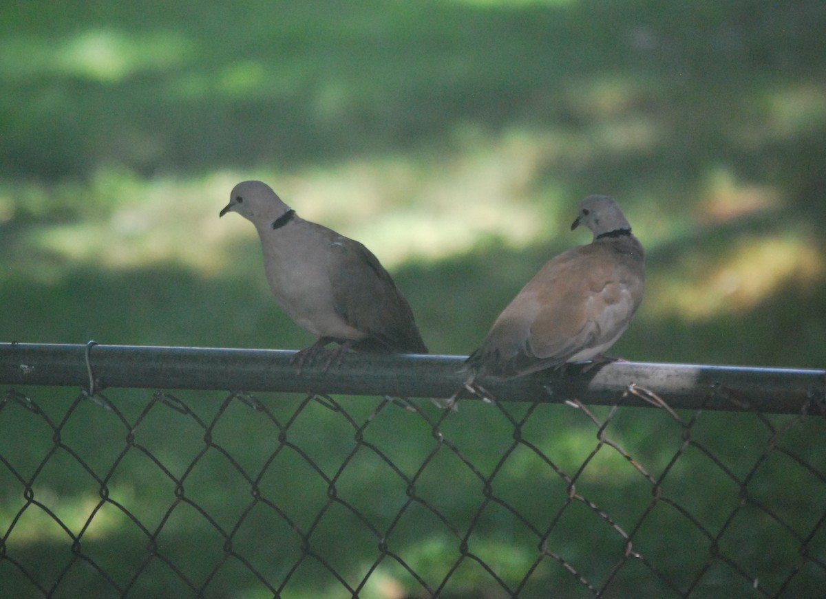 African Collared-Dove (Domestic type or Ringed Turtle-Dove) - ML639596746