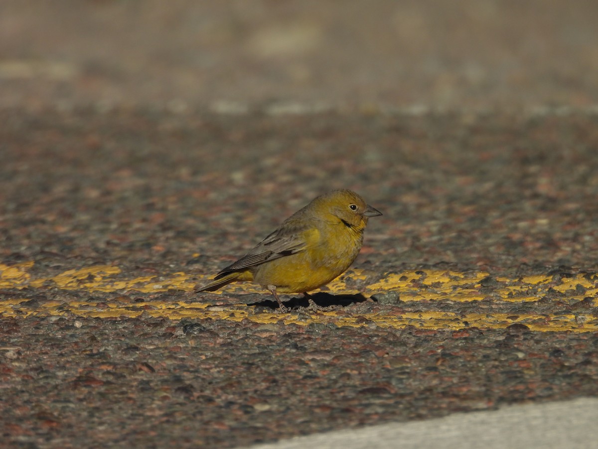 Greenish Yellow-Finch - ML639596749