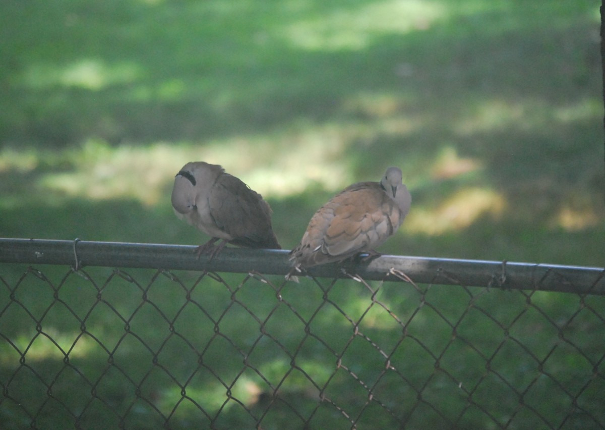 African Collared-Dove (Domestic type or Ringed Turtle-Dove) - ML639596751