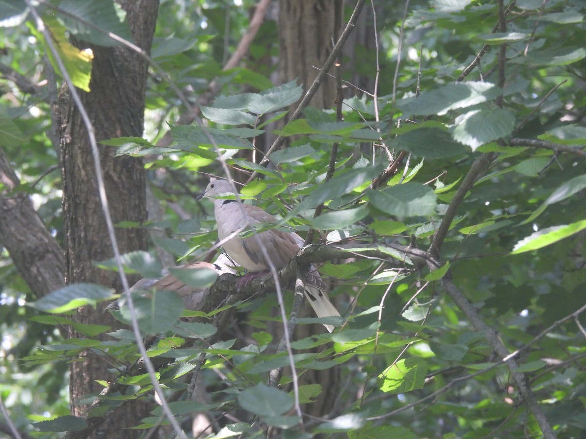 African Collared-Dove (Domestic type or Ringed Turtle-Dove) - ML639596754