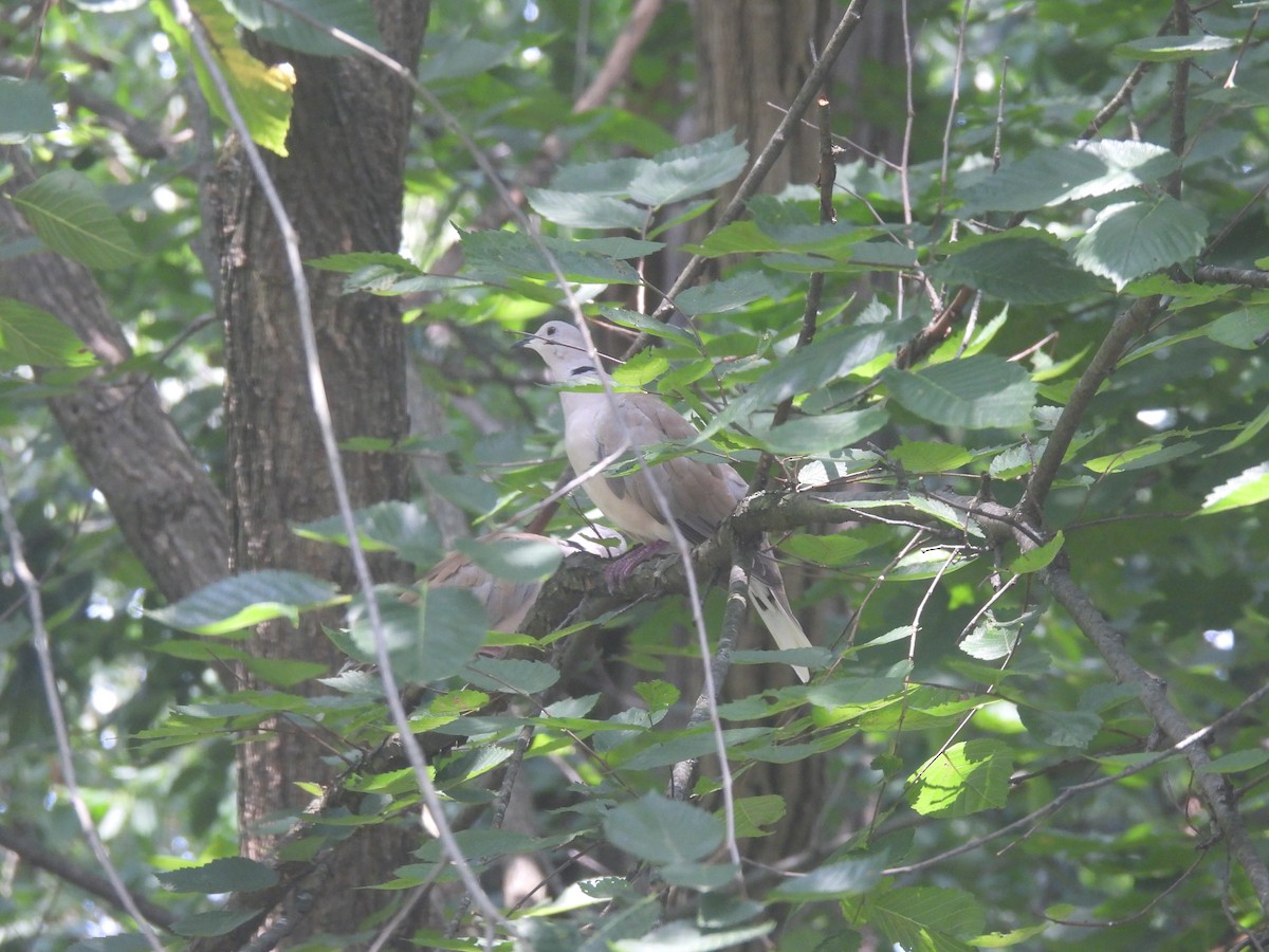 African Collared-Dove (Domestic type or Ringed Turtle-Dove) - ML639596755