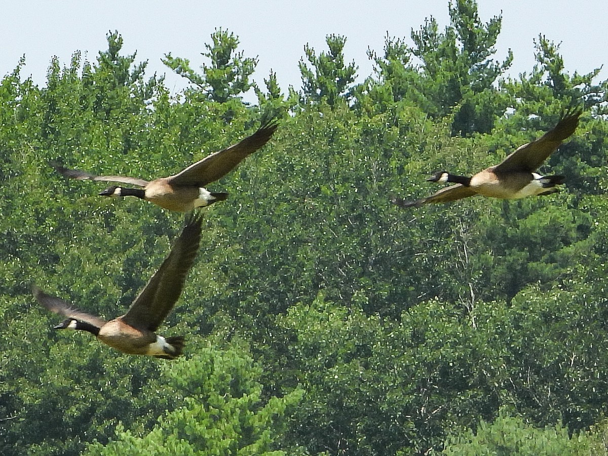 Branta kanadar handia - ML639596775