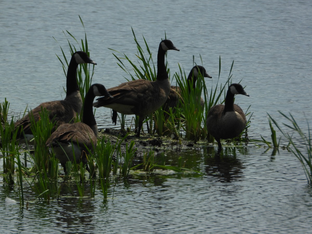 Branta kanadar handia - ML639596776