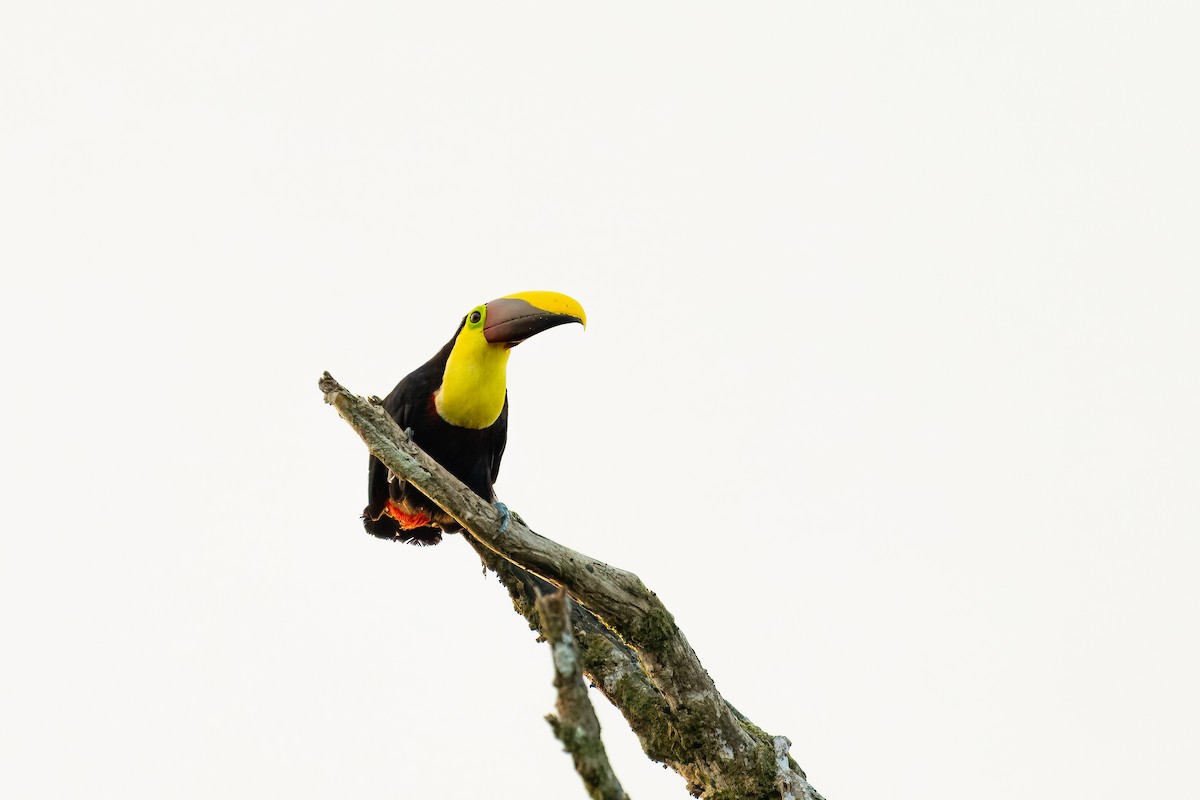 Yellow-throated Toucan - ML639596801