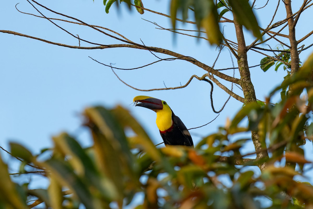 Yellow-throated Toucan - ML639596804