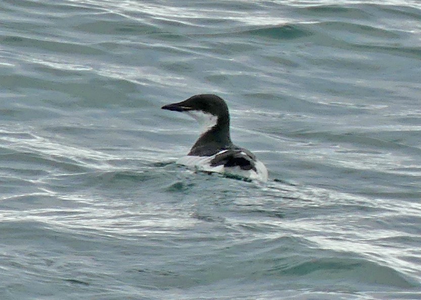 Dickschnabellumme - ML639596805