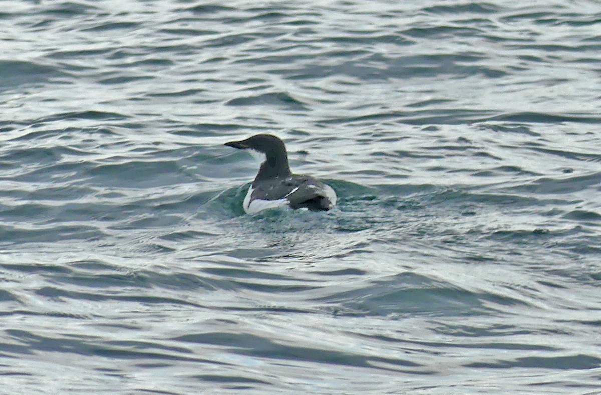 Dickschnabellumme - ML639596806