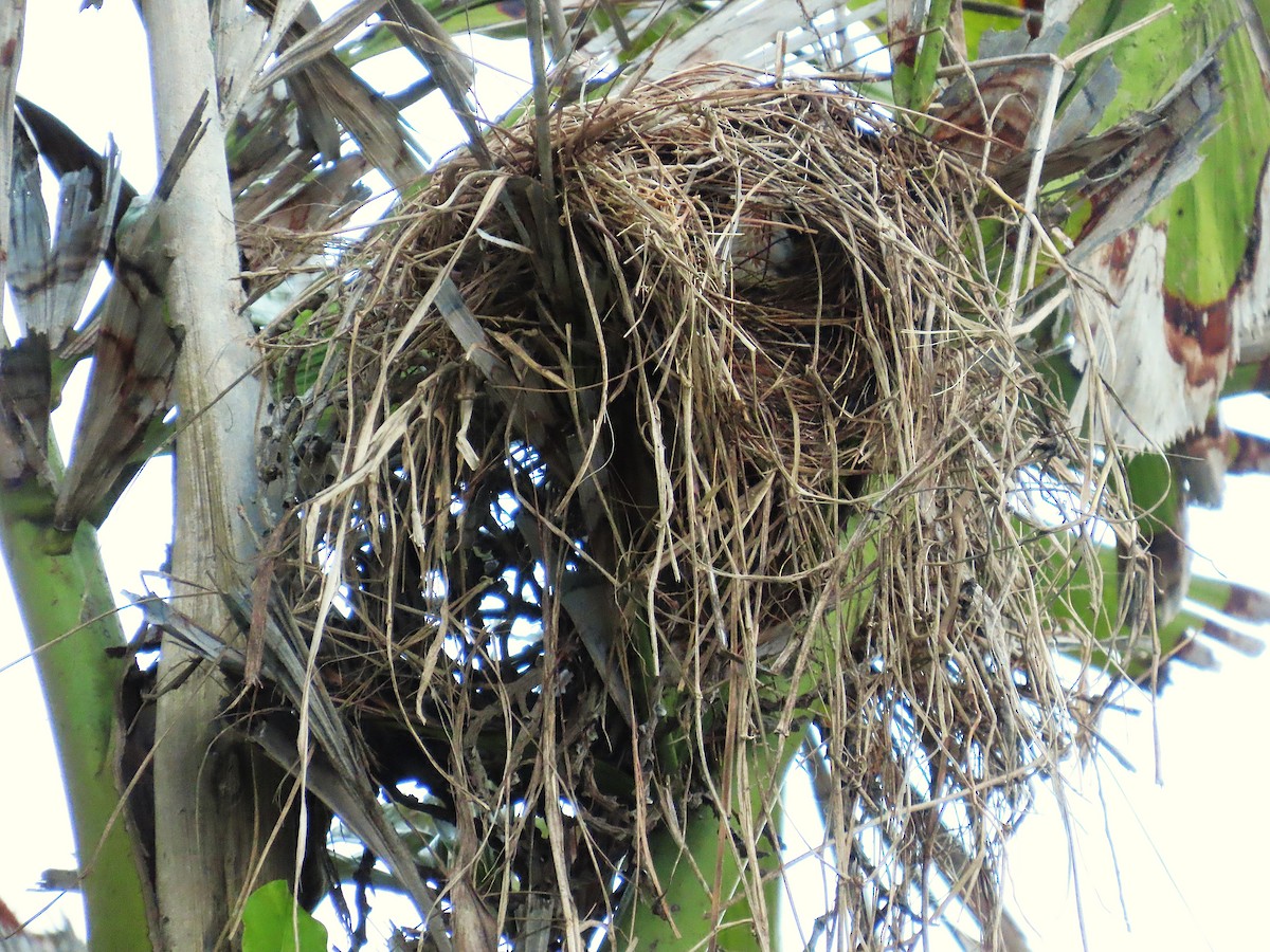 Social Flycatcher - ML639596808
