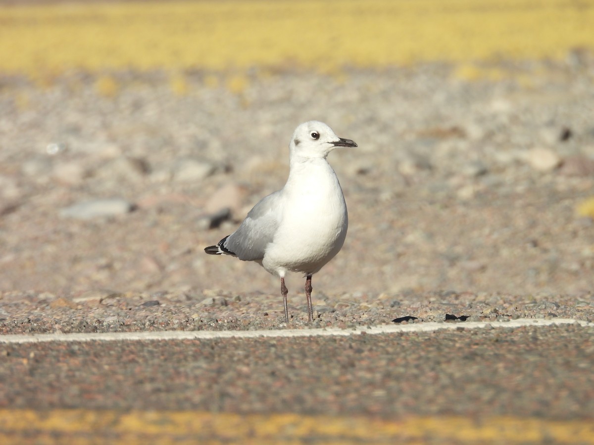 Andean Gull - ML639596809