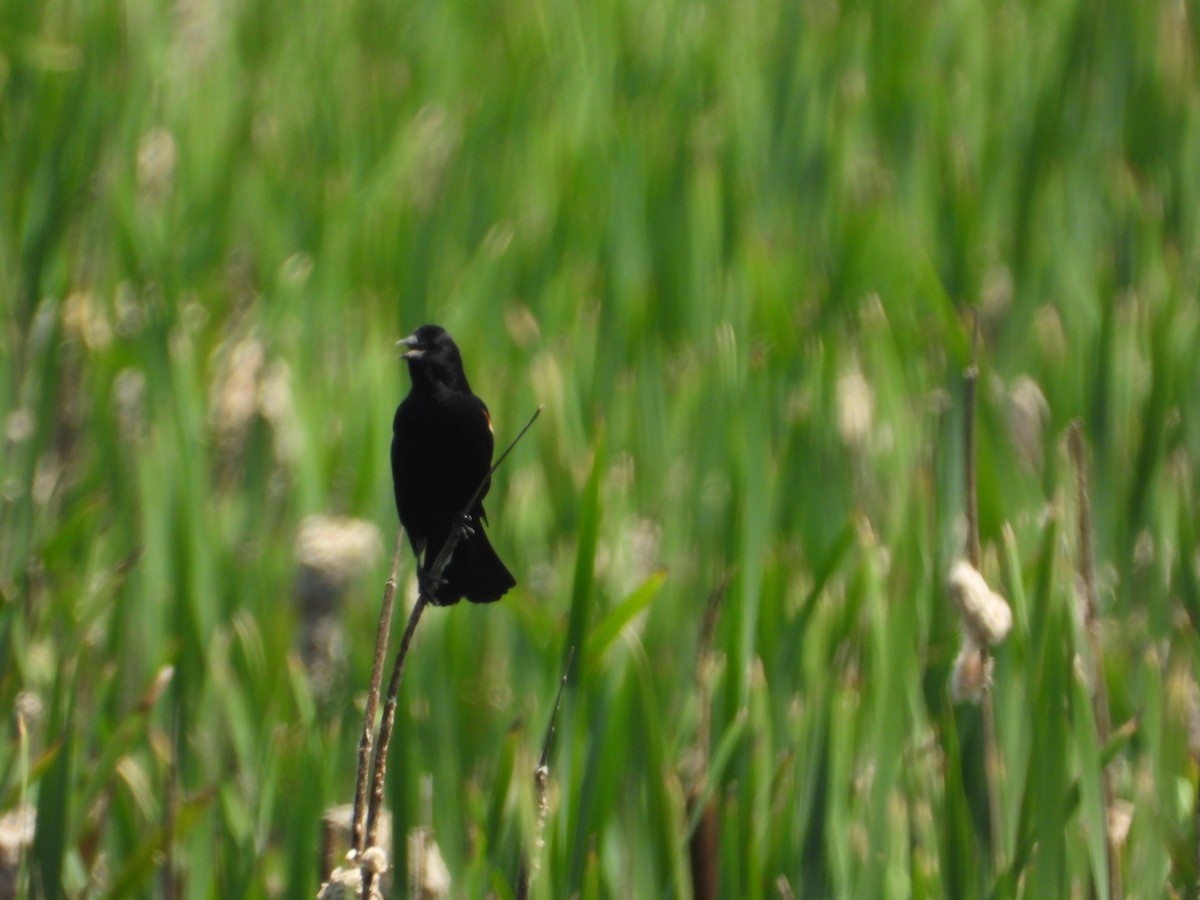 Red-winged Blackbird - ML639596822