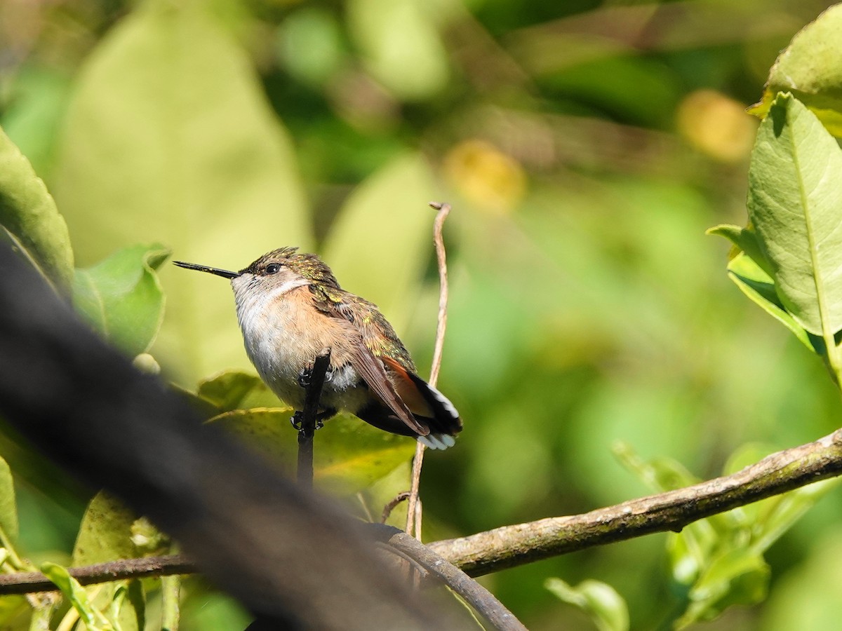 Bumblebee Hummingbird - ML639596842