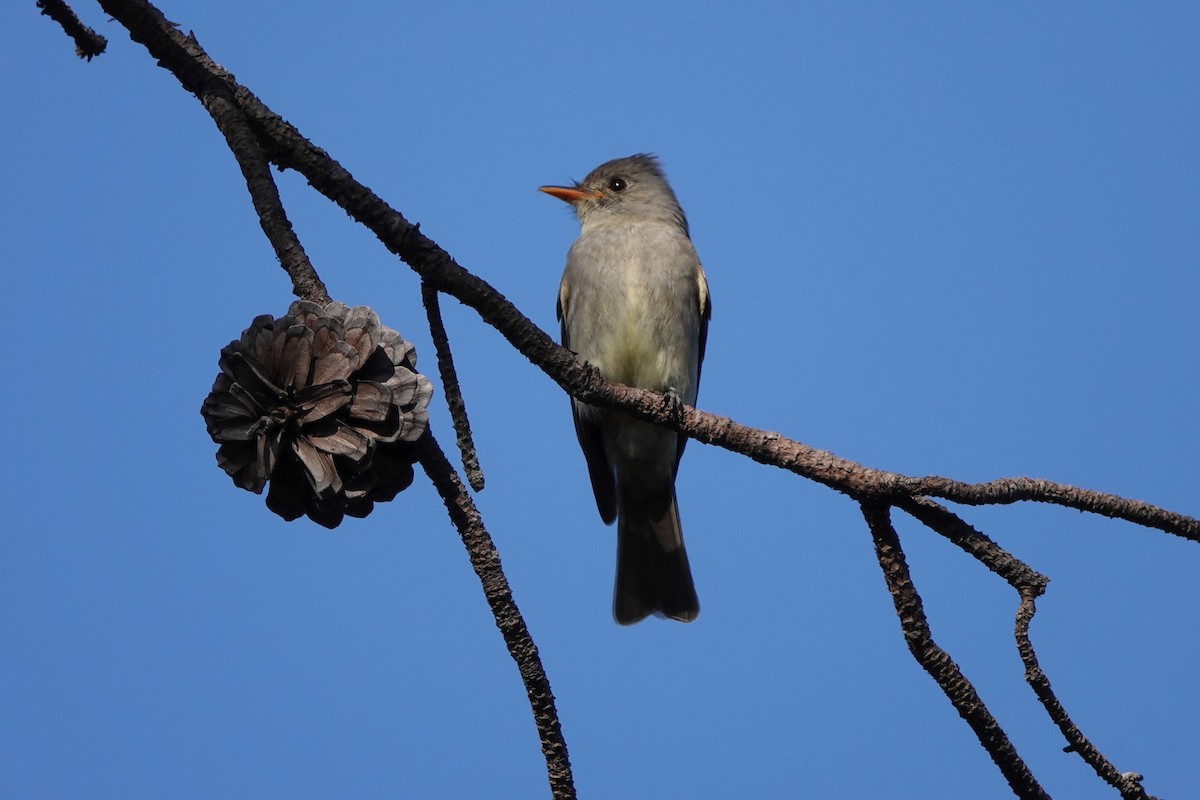 Greater Pewee - ML639596890