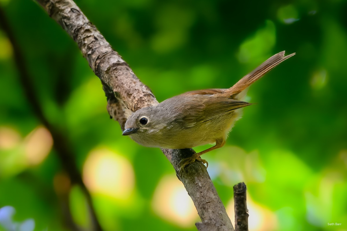 David's Fulvetta - ML639596893