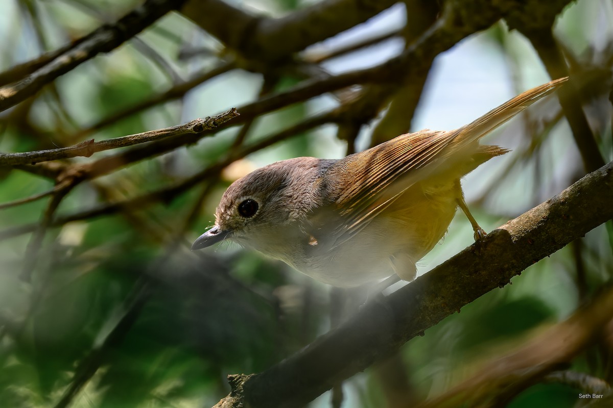 David's Fulvetta - ML639596894
