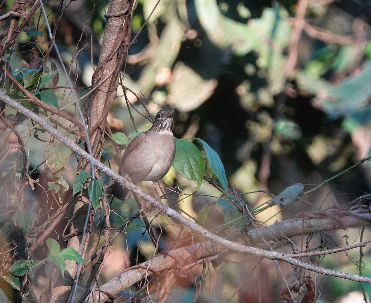 White-throated Thrush - ML639596921