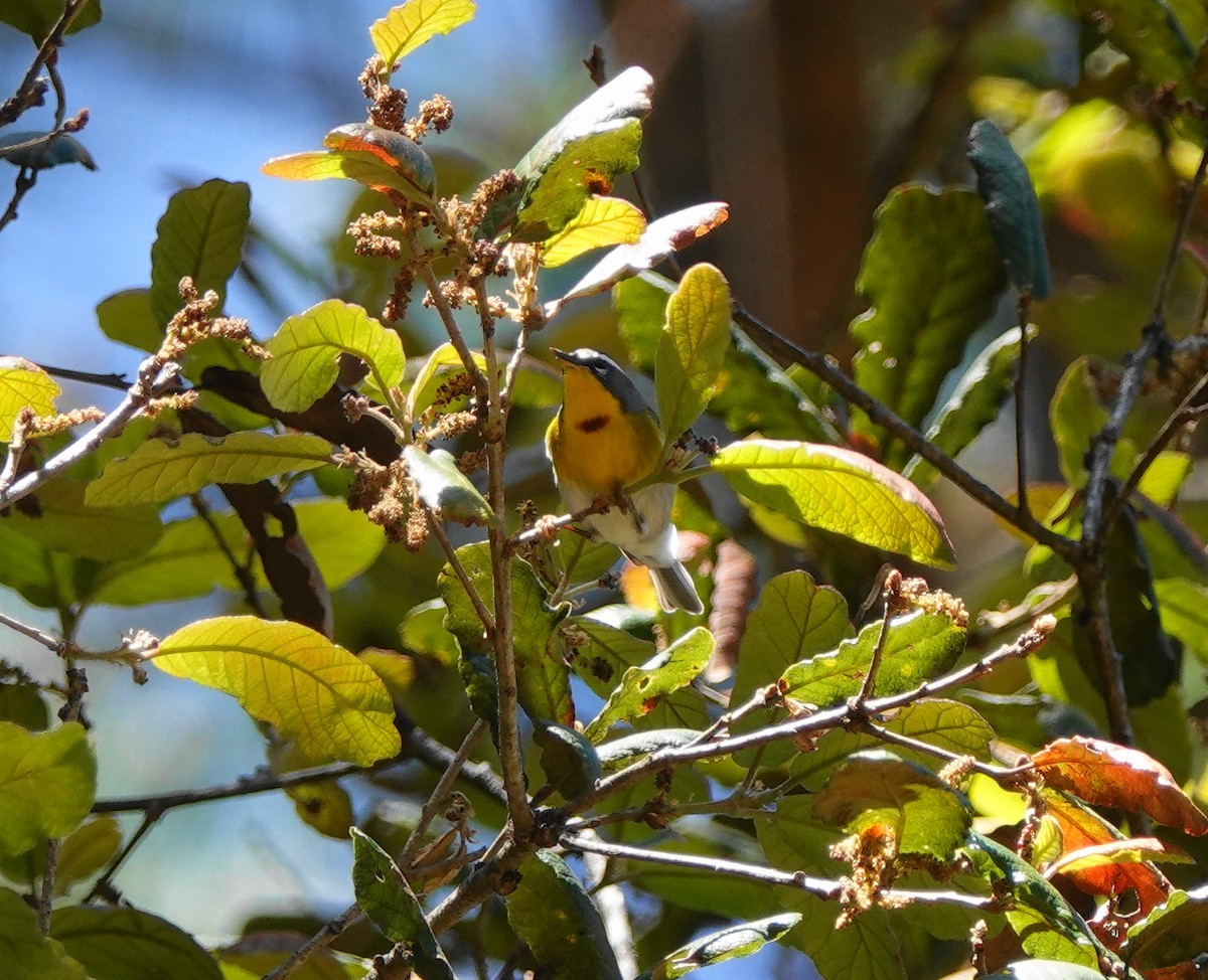 Crescent-chested Warbler - ML639596941