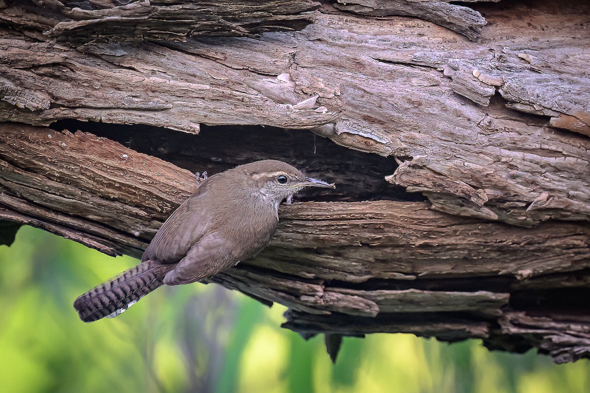 Bewick's Wren - ML639596949