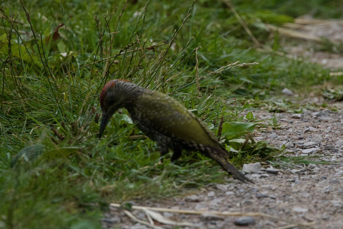 Eurasian Green Woodpecker - ML639597198