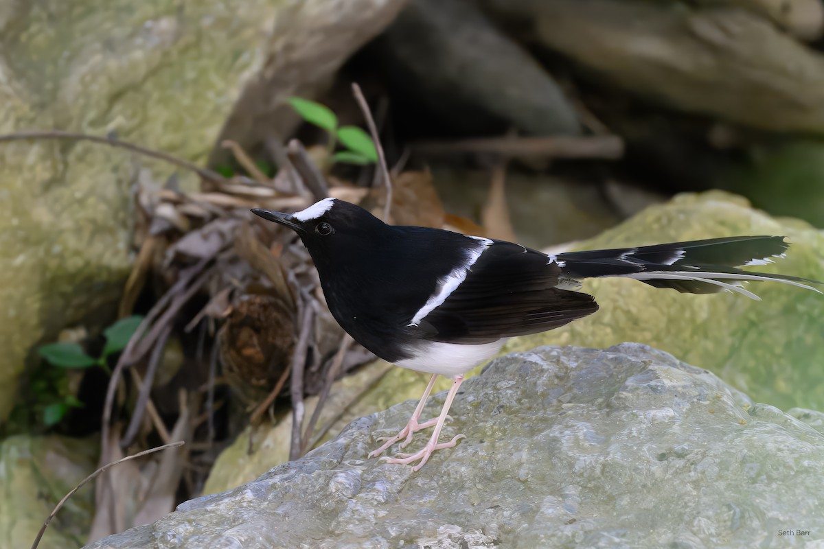 White-crowned Forktail - ML639597247