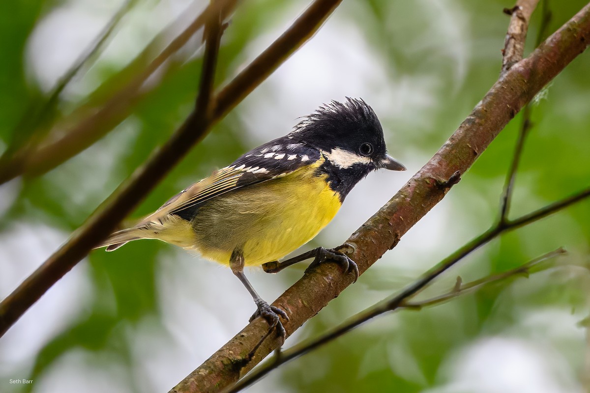 Yellow-bellied Tit - ML639597260