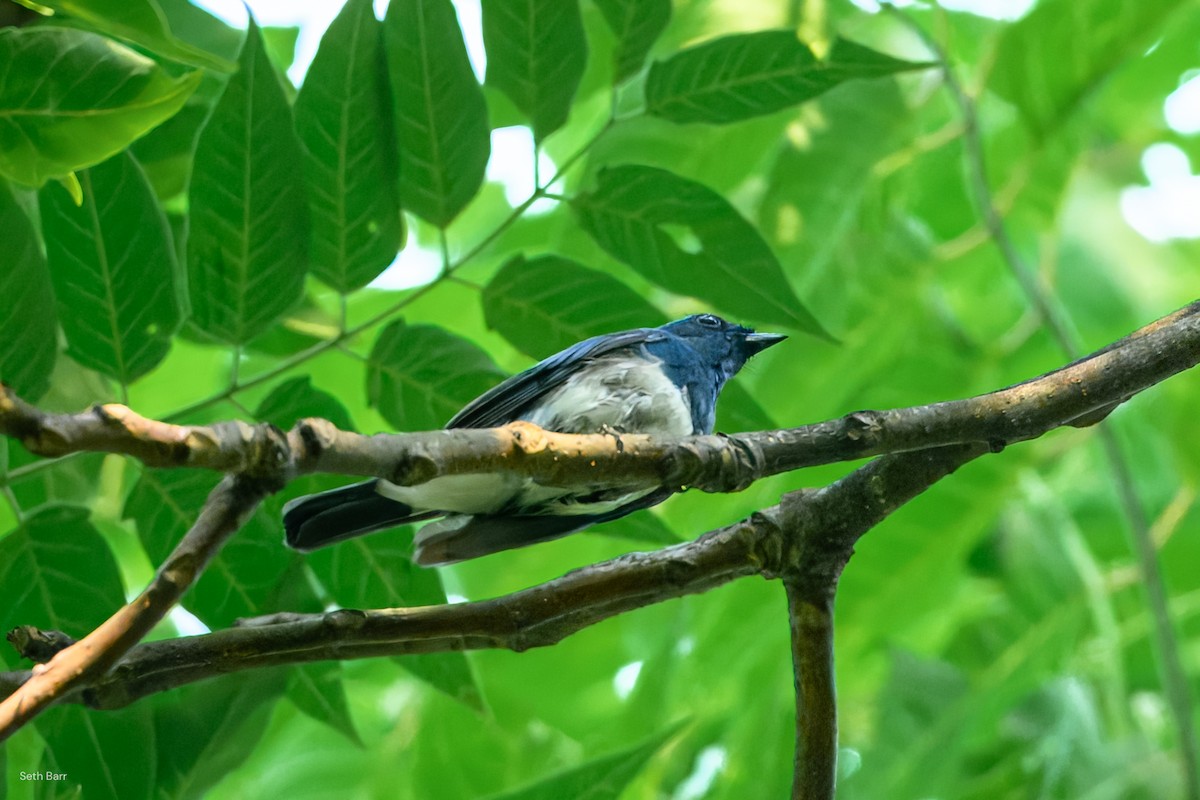 Zappey's Flycatcher - ML639597268