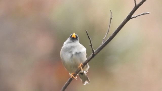 Rufous-backed Inca-Finch - ML639597360