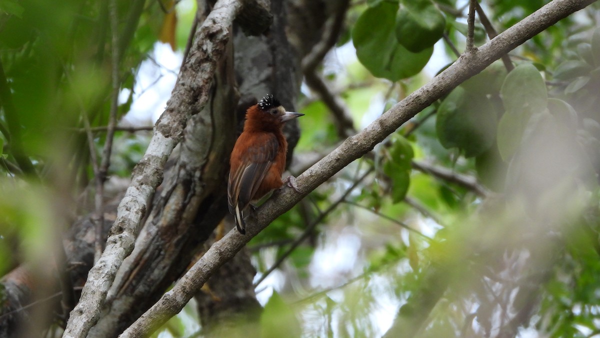 Chestnut Piculet - ML639597402