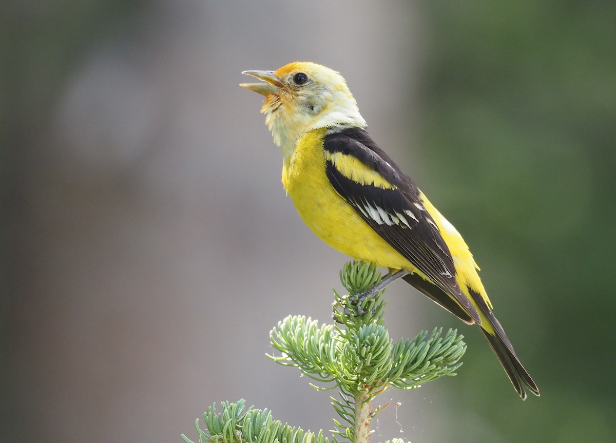 Western Tanager - ML639597476