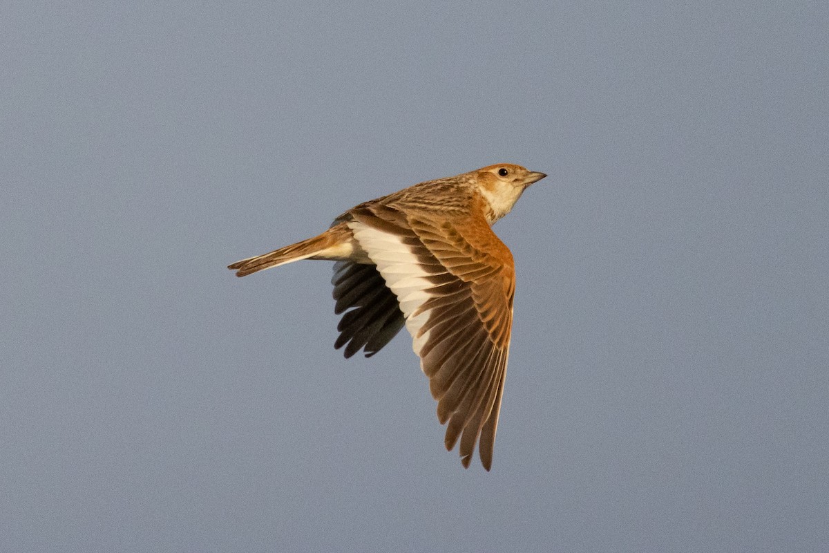 White-winged Lark - ML639597634