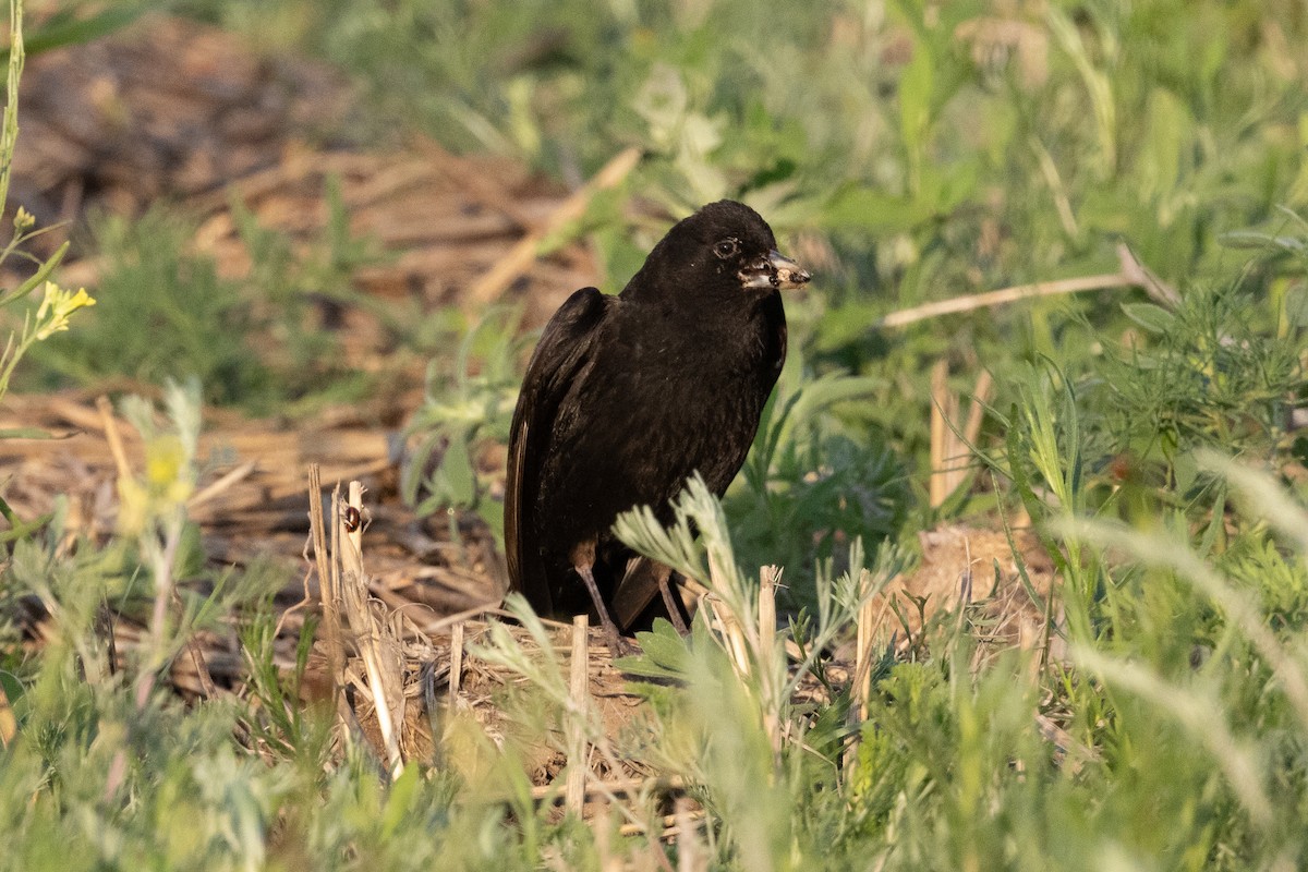 Black Lark - ML639597637
