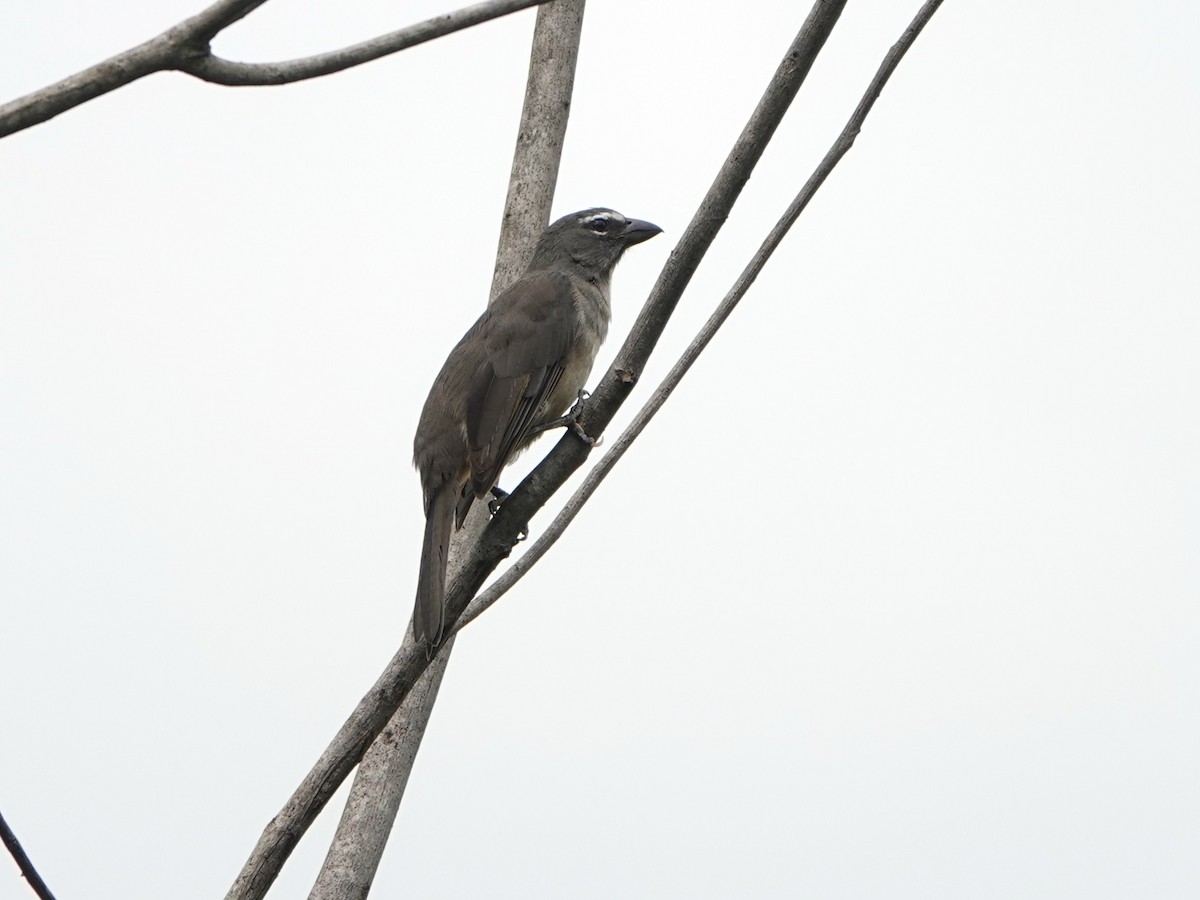 Olive-gray Saltator - ML639597669