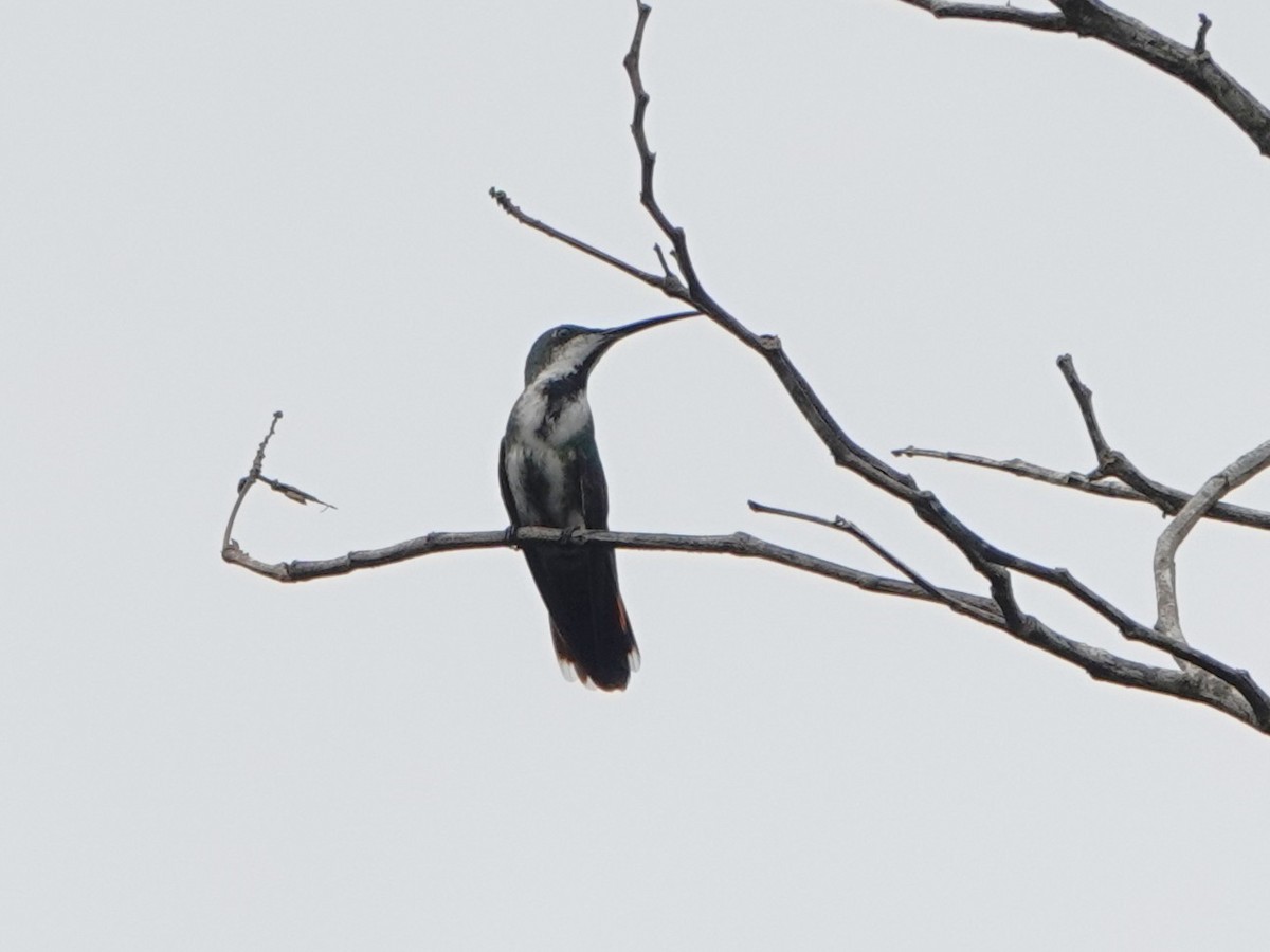 grønnstrupemango - ML639597678