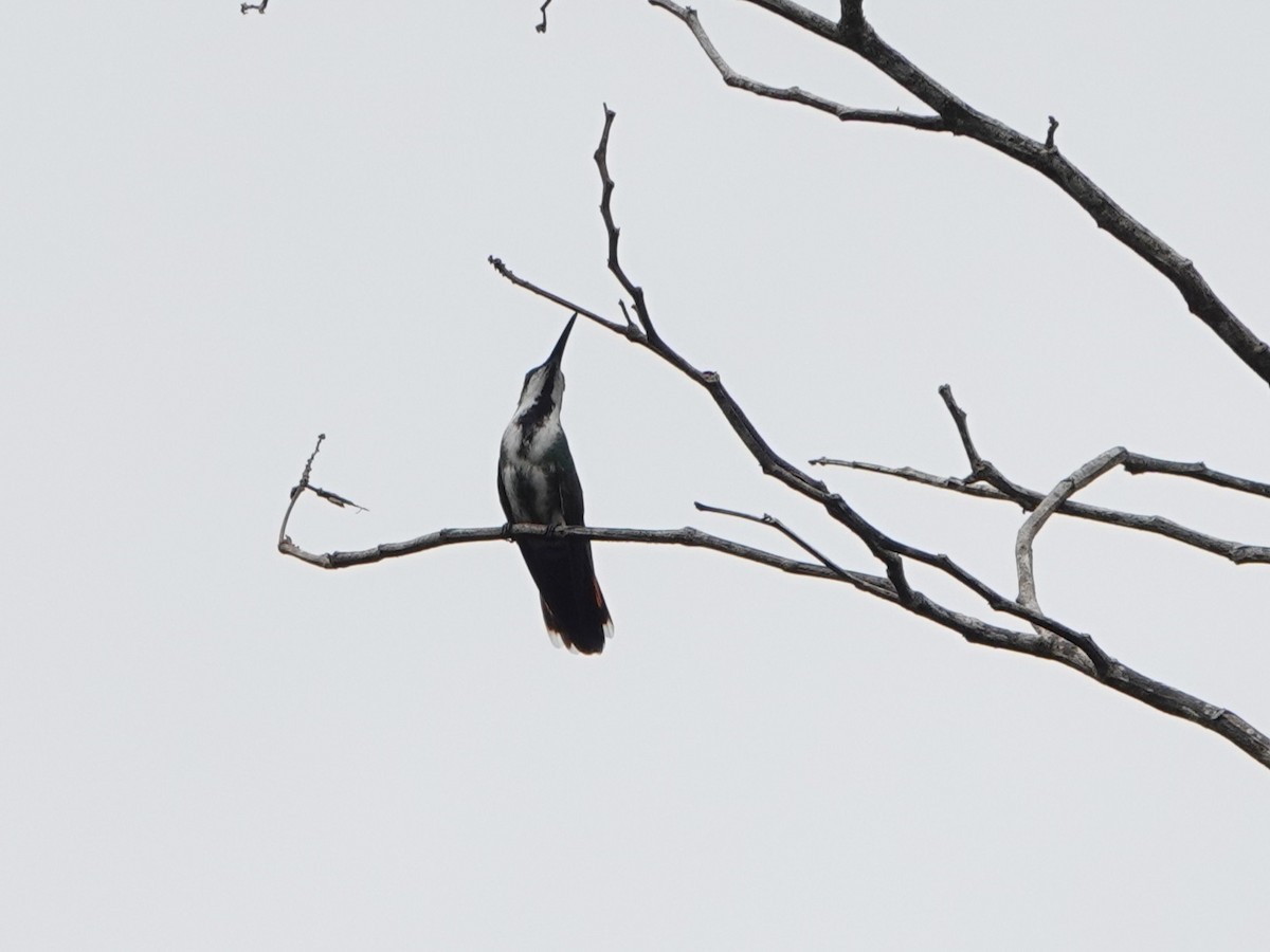 grønnstrupemango - ML639597679