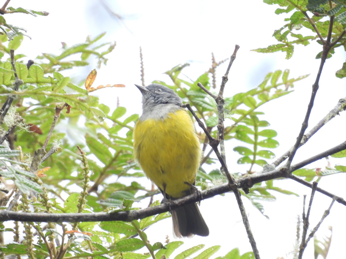 Gray-hooded Bush Tanager - ML639597692