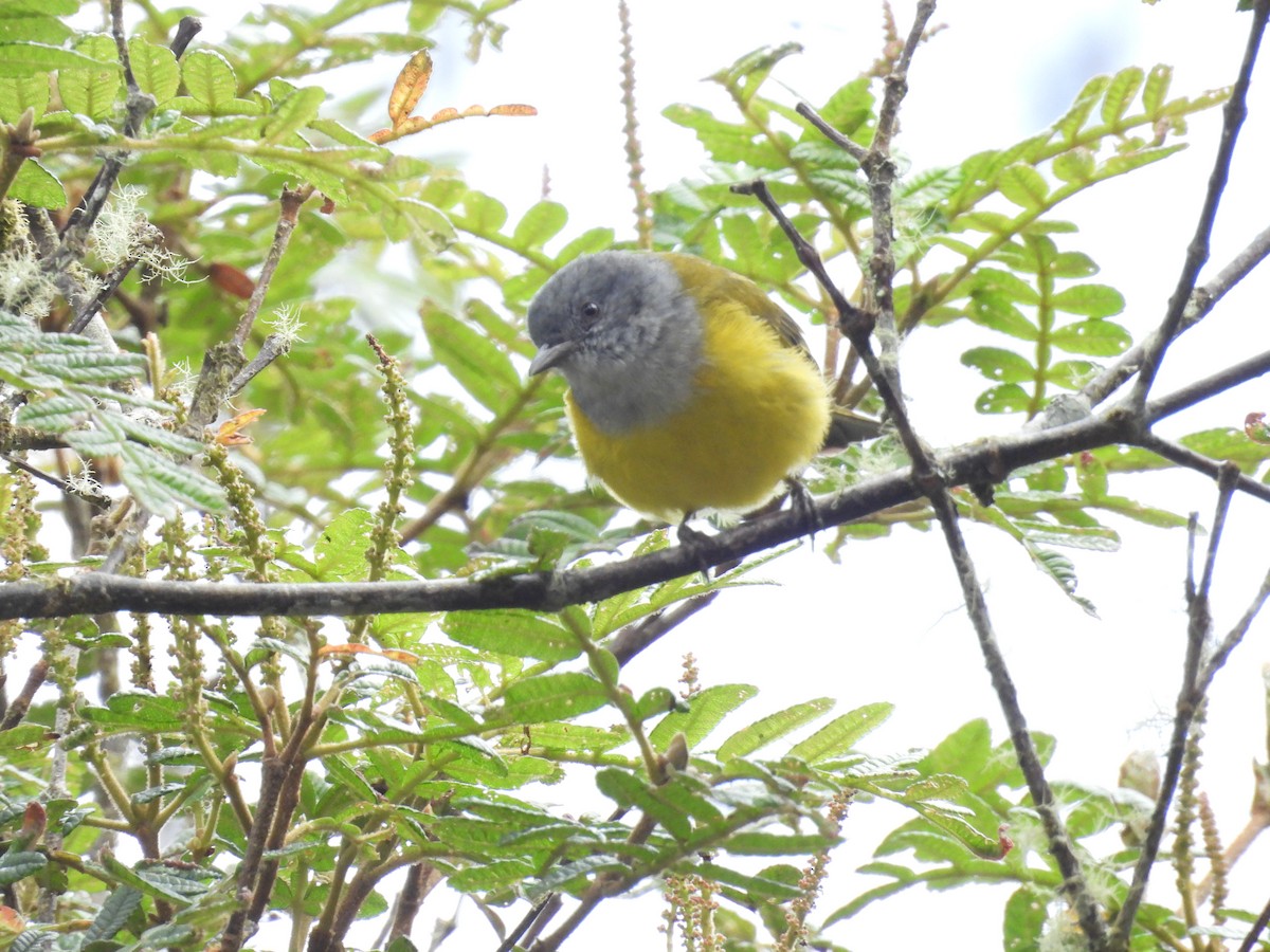 Gray-hooded Bush Tanager - ML639597693