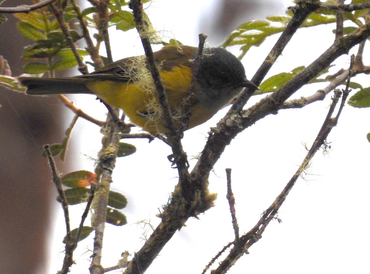 Gray-hooded Bush Tanager - ML639597695