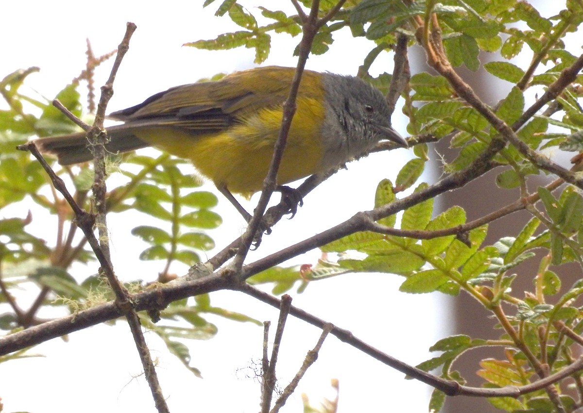 Gray-hooded Bush Tanager - ML639597696