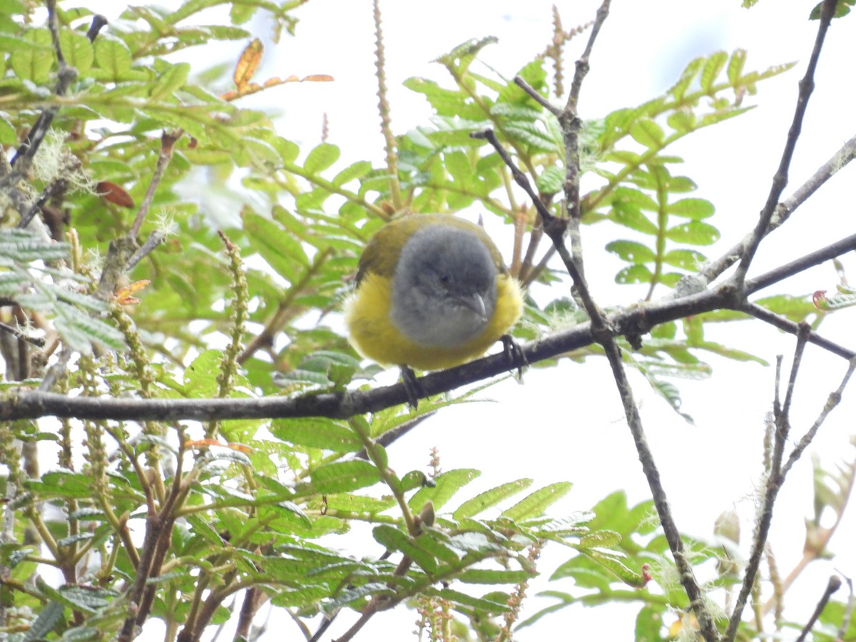Gray-hooded Bush Tanager - ML639597707