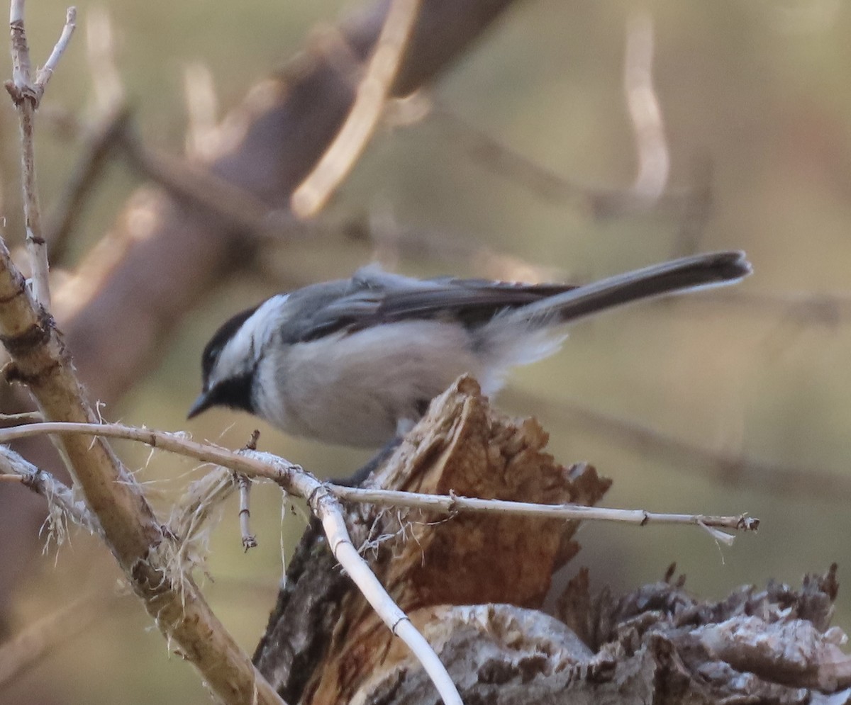 Black-capped Chickadee - ML639597727