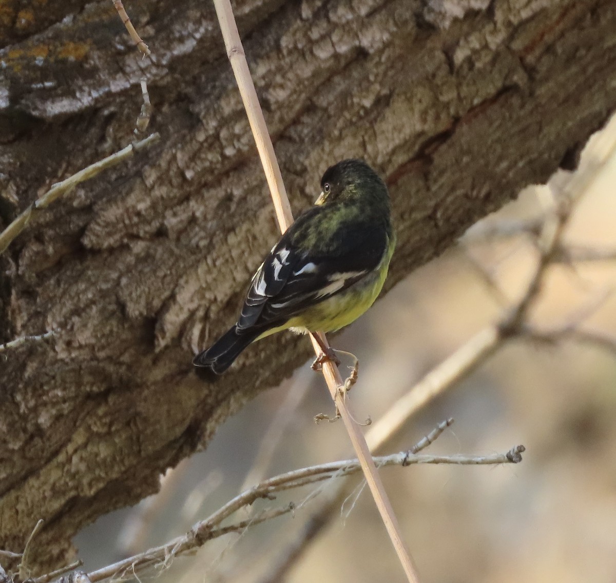 Lesser Goldfinch - ML639597735
