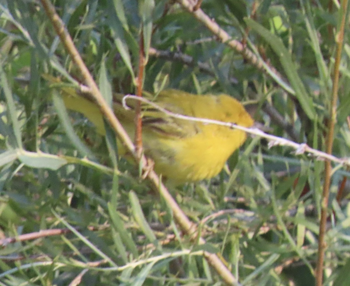 Yellow Warbler - ML639597740