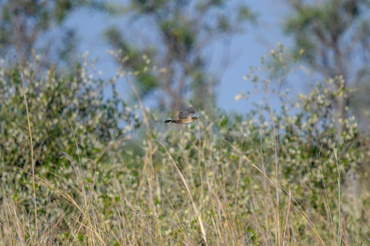 Fan-tailed Grassbird - ML639597809