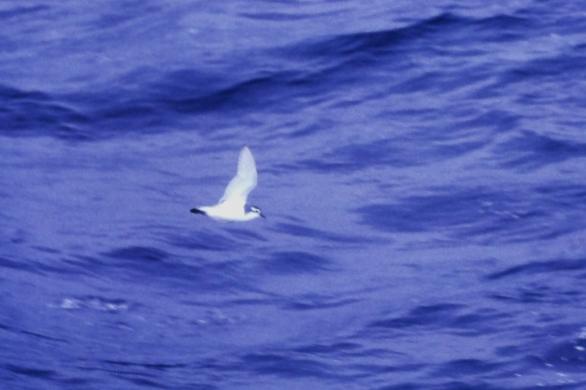 Slender-billed Prion - ML639597883