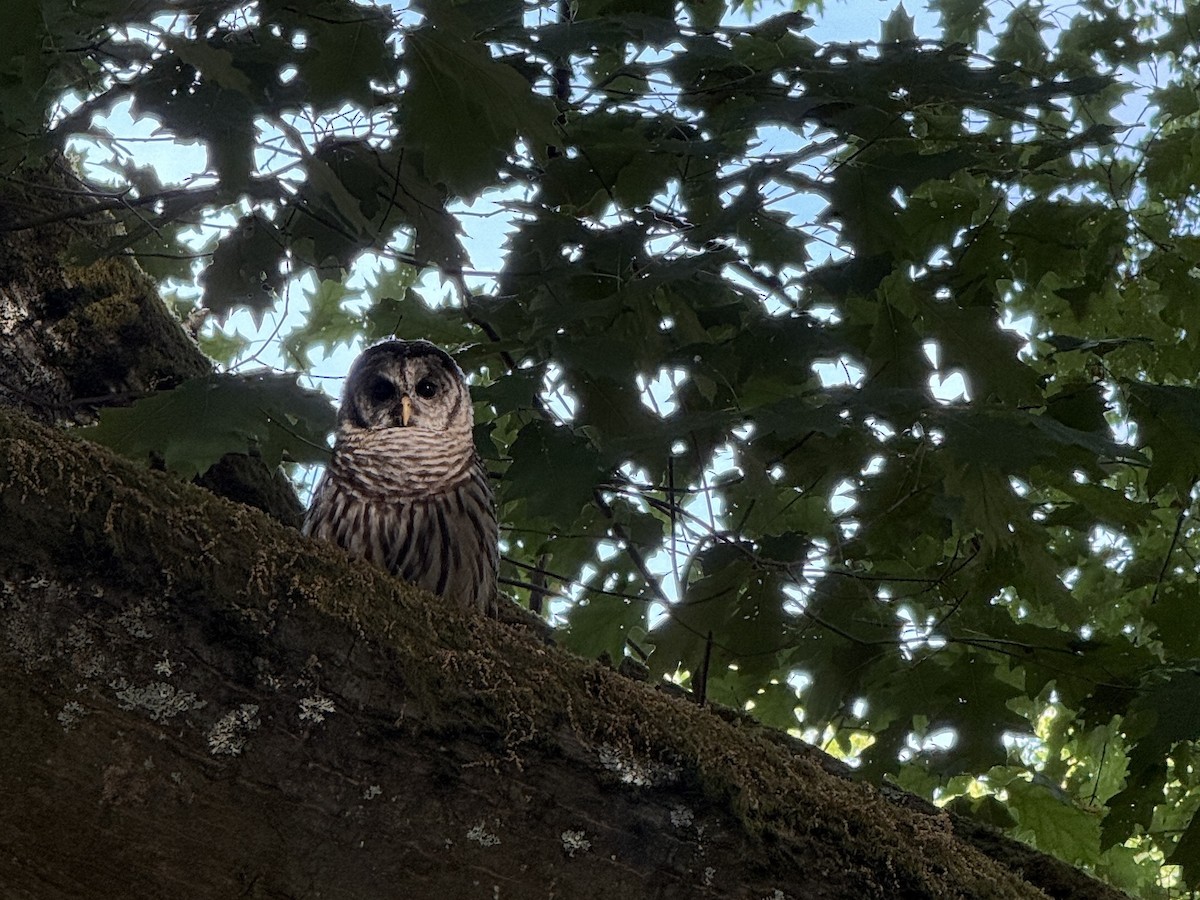 Barred Owl - ML639598054