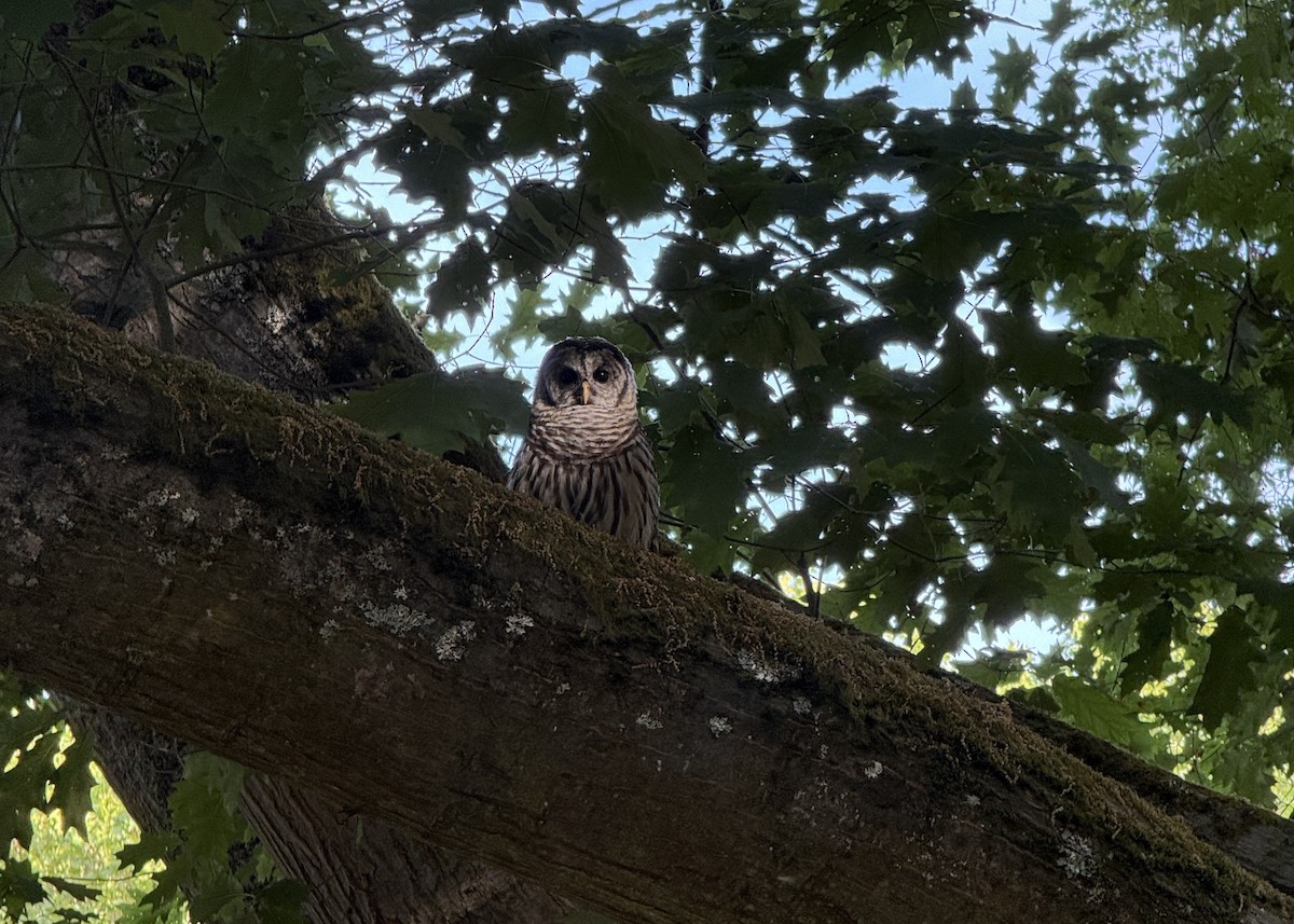 Barred Owl - ML639598055