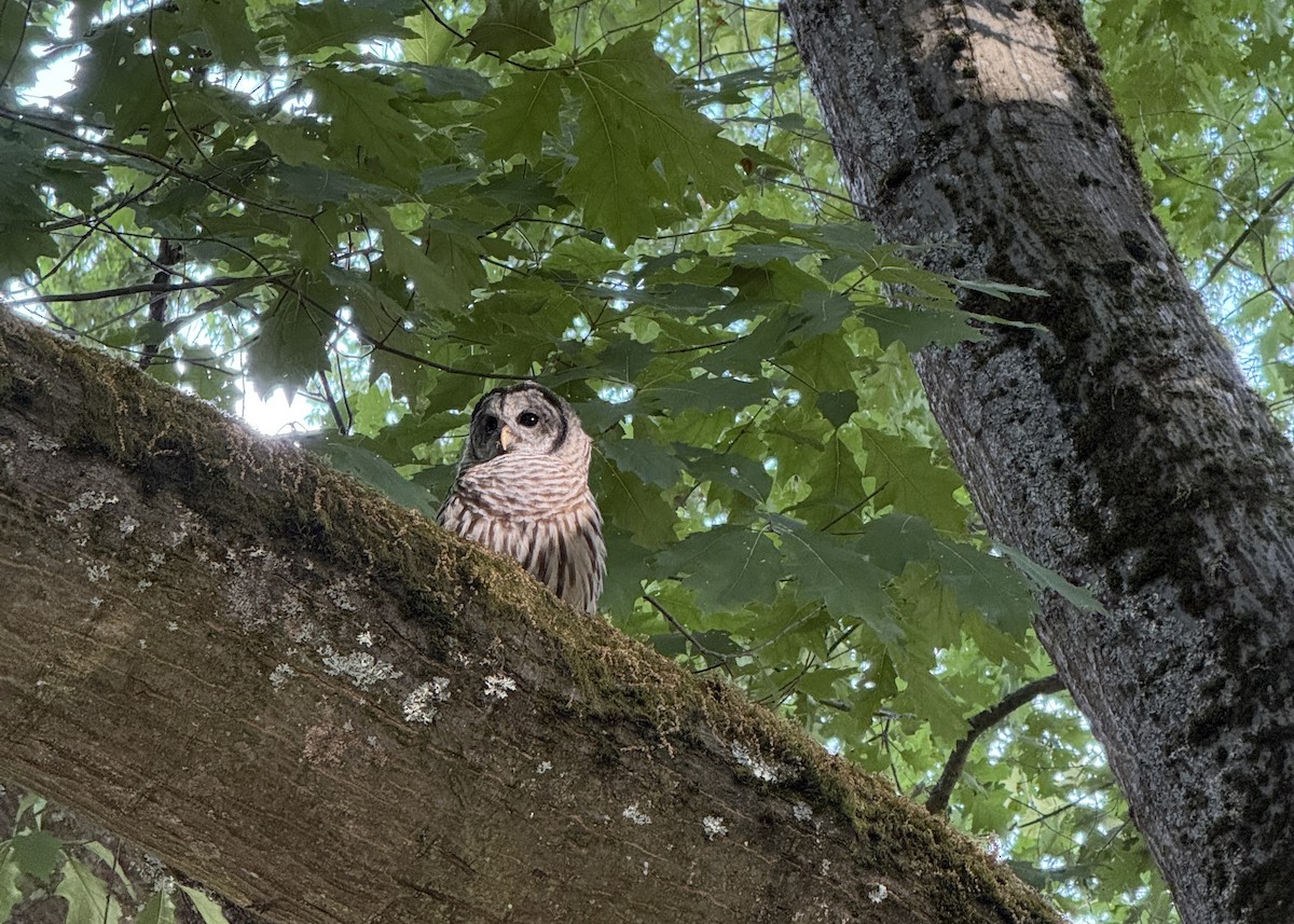 Barred Owl - ML639598056