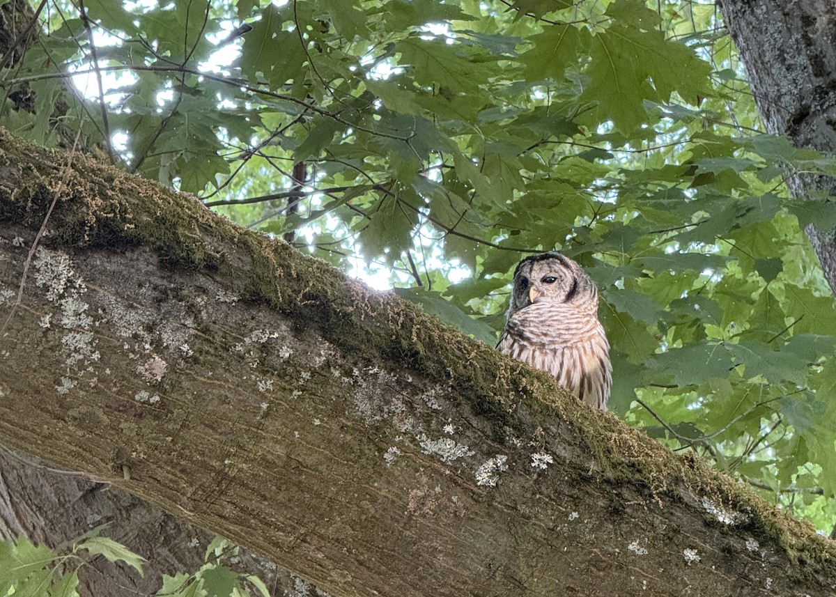 Barred Owl - ML639598057