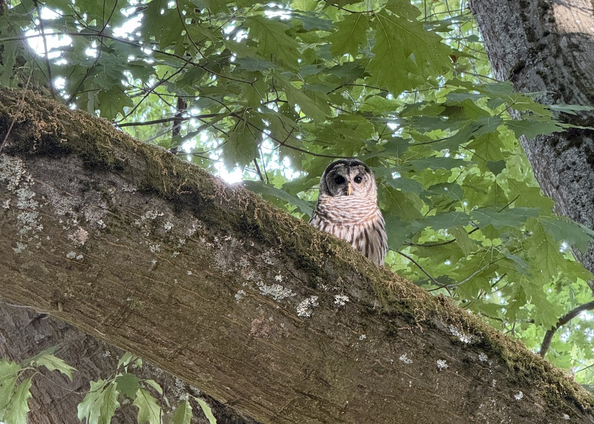 Barred Owl - ML639598058