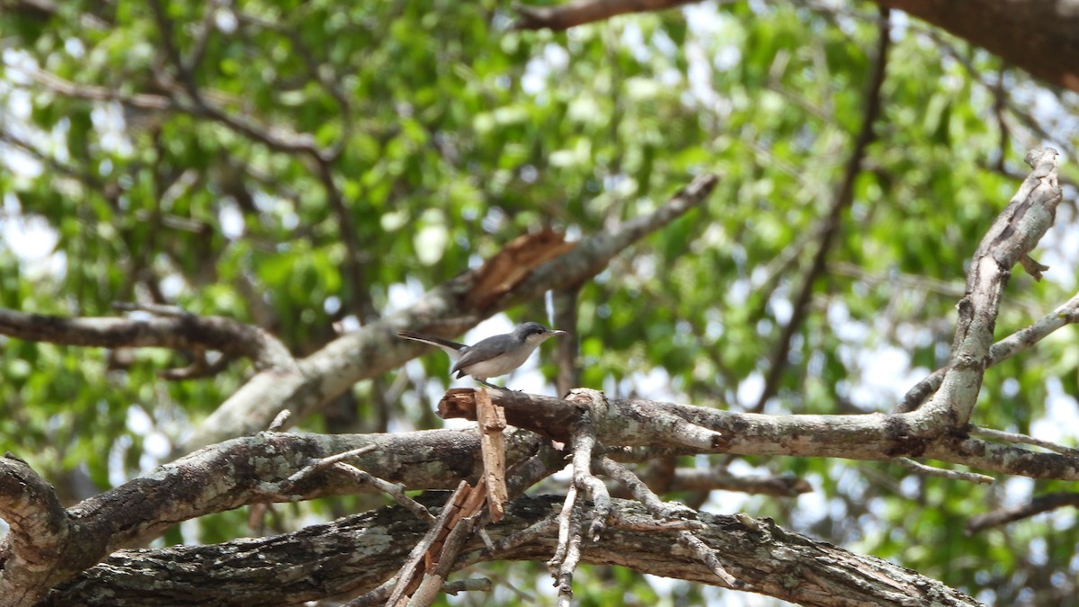 Tropical Gnatcatcher - ML639598072