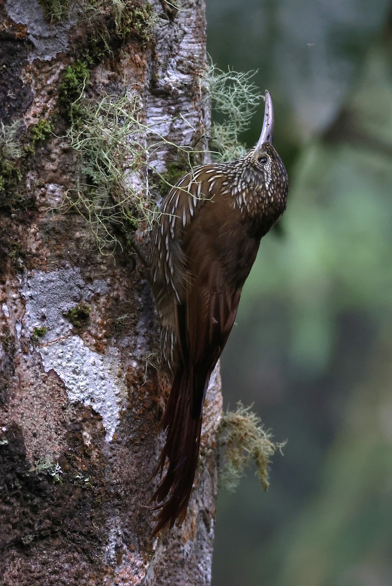 Montane Woodcreeper - ML639598142